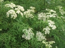rośliny ogrodowe - Bez czarny LACINIATA Sambucus nigra C3