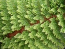 rośliny ozdobne - Paprotnik szczecinkozębny PLUMOSUM DENSUM Polystichum setiferum /misa C4 *K9