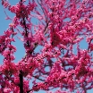 sadzonki -  JUDASZOWIEC kanadyjski APPALATIAN RED Cercis canadensis C10/1,6m
