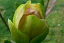 rośliny ozdobne - Magnolia SUNSATION C3/40-60cm