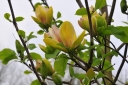 rośliny ogrodowe - Magnolia SUNSATION C3/40-60cm