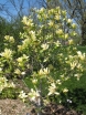 sadzonki - Magnolia SUNSATION C3/40-60cm