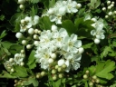 rośliny ogrodowe -  Głóg jednoszyjkowy - zestaw 50 szt.(goły korzeń) Crataegus monogyna