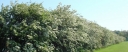 sadzonki - Głóg jednoszyjkowy - zestaw 50 szt.(goły korzeń) Crataegus monogyna