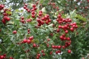 sadzonki - Głóg jednoszyjkowy - zestaw 50 szt.(goły korzeń) Crataegus monogyna