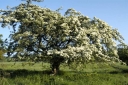 sklep ogrodniczy - Głóg jednoszyjkowy - zestaw 50 szt.(goły korzeń) Crataegus monogyna