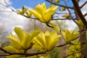 rośliny ogrodowe -  Magnolia DAPHNE C7,5/60cm *K9