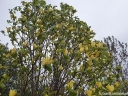 rośliny ogrodowe - Magnolia ×brooklynensis YELLOW BIRD C3/60cm *K19