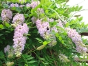 sadzonki - Wisteria macrostachya AUNT DEE Glicynia amerykańska /C3