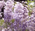 rośliny ozdobne - Wisteria macrostachya AUNT DEE Glicynia amerykańska /C3