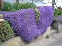 sklep ogrodniczy - Żagwin - Aubrieta hybrida - nasiona 0,3 g