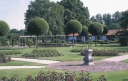sklep ogrodniczy - Wiśnia osobliwa UMBRACULIFERA Prunus ×eminens C10/Pa120cm(1,6m)