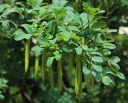 rośliny ogrodowe - Karagana syberyjska PENDULA Caragana arborescens C10/Pa120cm