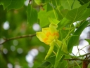 sadzonki - Tulipanowiec amerykański EDWARD GURSZTYN Liriodendron tulipifera