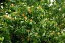 rośliny ozdobne - Tulipanowiec amerykański EDWARD GURSZTYN Liriodendron tulipifera