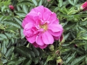 sklep ogrodniczy - Rosa Rugosa RÓŻOWA - zestaw 50 szt.(goły korzeń) Róża pomarszczona