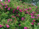 sadzonki - Rosa Rugosa RÓŻOWA - zestaw 50 szt.(goły korzeń) Róża pomarszczona