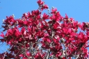 rośliny ogrodowe - Magnolia kolumnowa BURGUNDY STAR C5/80-100cm