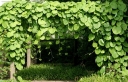 rośliny ogrodowe - Kokornak wielkolistny (Aristolochia durior syn. Aristolochia macrophylla) C2/60-80cm *9KW