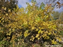sklep ogrodniczy -  Parczelina trójlistkowa AUREA Ptelea trifoliata C2/60-80cm