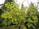 sklep ogrodniczy - Parczelina trójlistkowa AUREA Ptelea trifoliata C2/60-80cm