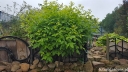 rośliny ogrodowe - Parczelina trójlistkowa AUREA Ptelea trifoliata C2/60-80cm