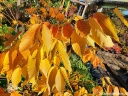 rośliny ozdobne -  Brzostownica japońska OGON Zelkova serrata -forma wielopniowa C7,5/1,2-1,4m *TL