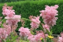 rośliny ozdobne - Wiązówka błotna RÓŻOWA Filipendula ulmaria C1,5-C2