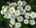 rośliny ogrodowe - Płomyk wiechowaty JADE Floks Phlox paniculata /C2,5