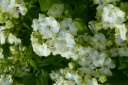 rośliny ogrodowe - Płomyk wiechowaty JADE Floks Phlox paniculata /C2,5