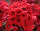 rośliny ogrodowe -  Płomyk wiechowaty TEQUILA SUNRISE Phlox paniculata Floks /C2 *7