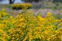 rośliny ogrodowe - Nawłoć HIDDIGEIGEI Solidago /C2