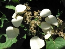 rośliny ozdobne -  Przywarka japońska Moonlight (Schizophragma hydrangeoides) C2/40-60cm *K19