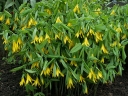 rośliny ozdobne -  Jagodowiec wielkokwiatowy PALLIDA Uvularia grandiflora /P9 *T69
