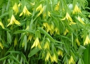 rośliny ogrodowe - Jagodowiec wielkokwiatowy PALLIDA Uvularia grandiflora /P9 *T69