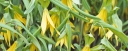 rośliny ogrodowe - Jagodowiec wielkokwiatowy PALLIDA Uvularia grandiflora /P9 *T69