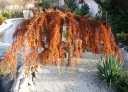 sklep ogrodniczy - Cypryśnik płaczący CASCADE FALLS Taxodium distichum C2/80cm