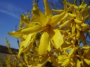 rośliny ozdobne -  Forsycja karłowa NIMBUS Forsythia intermedia
