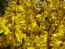 sklep ogrodniczy - Forsycja karłowa NIMBUS Forsythia intermedia