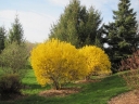 rośliny ozdobne - Forsycja karłowa NIMBUS Forsythia intermedia