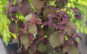 rośliny ogrodowe - Grujecznik japoński RED HABBIT Cercidyphyllum japonicum