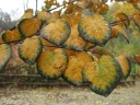 rośliny ozdobne - Grujecznik japoński RED HABBIT Cercidyphyllum japonicum