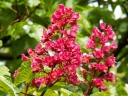 rośliny ozdobne -  Kasztanowiec czerwony MARGINATA Aesculus ×carnea C5/40-50cm *6