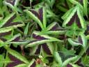 rośliny ozdobne -  Persikaria drobnogłówkowa PURPLE FANTASY Persicaria microcephala