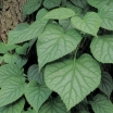 rośliny ozdobne - Przywarka japońska Moonlight (Schizophragma hydrangeoides) C2/40-60cm *K19