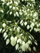 rośliny ogrodowe - Przywarka japońska Moonlight (Schizophragma hydrangeoides) C2/40-60cm *K19