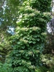 rośliny ogrodowe - Przywarka japońska Moonlight (Schizophragma hydrangeoides) C2/40-60cm *K19