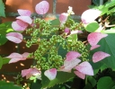 rośliny ozdobne -  Przywarka japońska ROSEUM (Schizophragma hydrangeoides) C2/20-40cm *K18