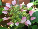 sadzonki -  Przywarka japońska ROSEUM (Schizophragma hydrangeoides) C2/20-40cm *K18