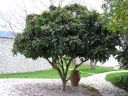 sklep ogrodniczy -  Nieśplik japoński Eriobotrya japonica C7,5/80-100cm *K25